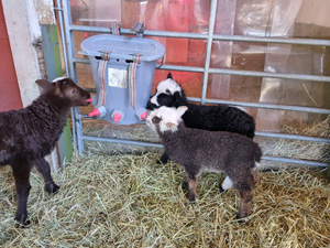 Lammbar 2-5-23 1.jpg